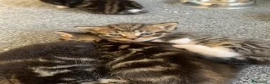 Kitten