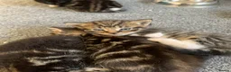Mixed Breed cats for sale: Garfield  in Hull - Advert 4