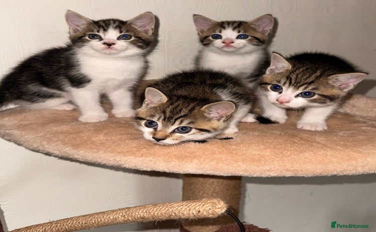 Mixed Breed cats - Advert 1