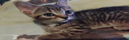 British Shorthair cats for sale: Kittens  - Advert 9