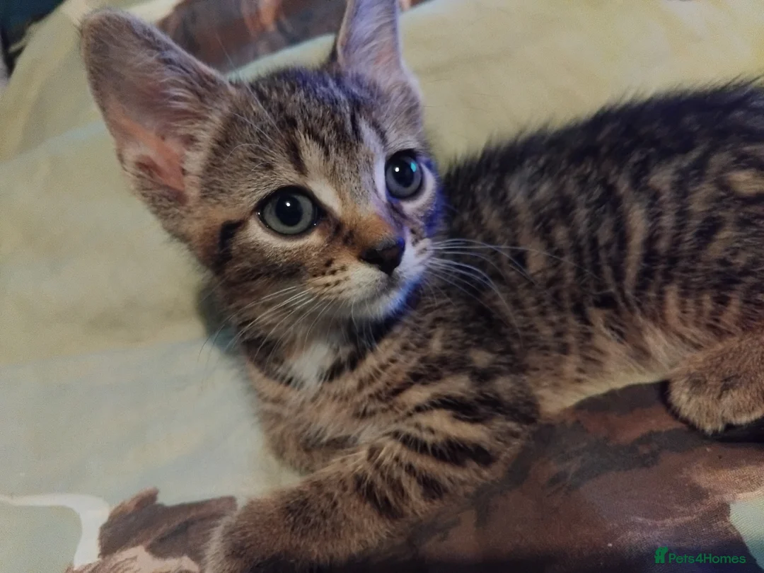 British Shorthair cats for sale: Kittens  - Advert 9
