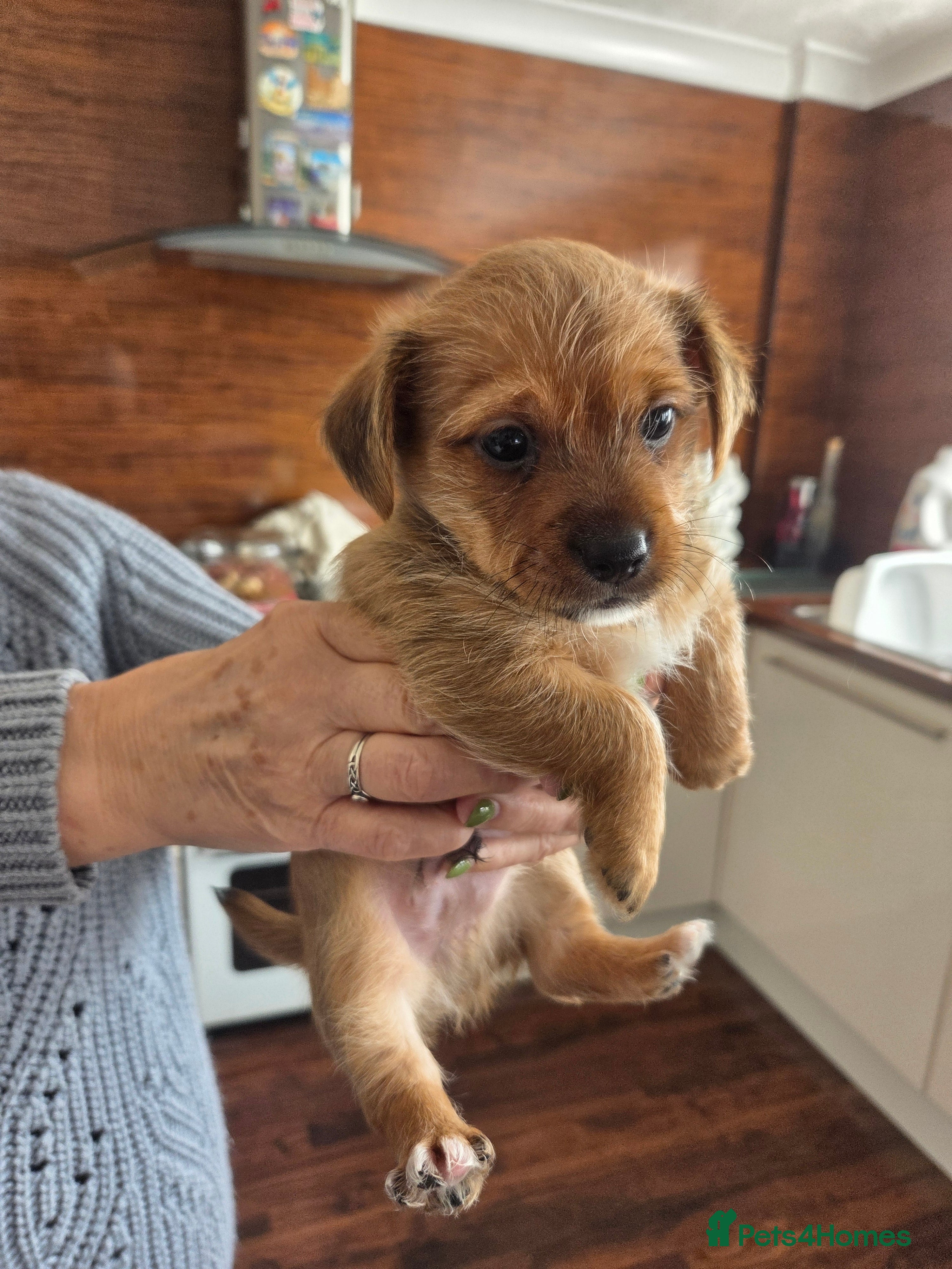 Mixed Breed dogs Tiny little adorable boys - Advert 2