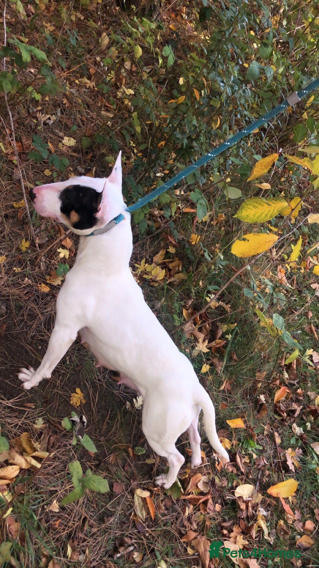Mixed Breed dogs for sale: English bullterrier cross - Advert 3