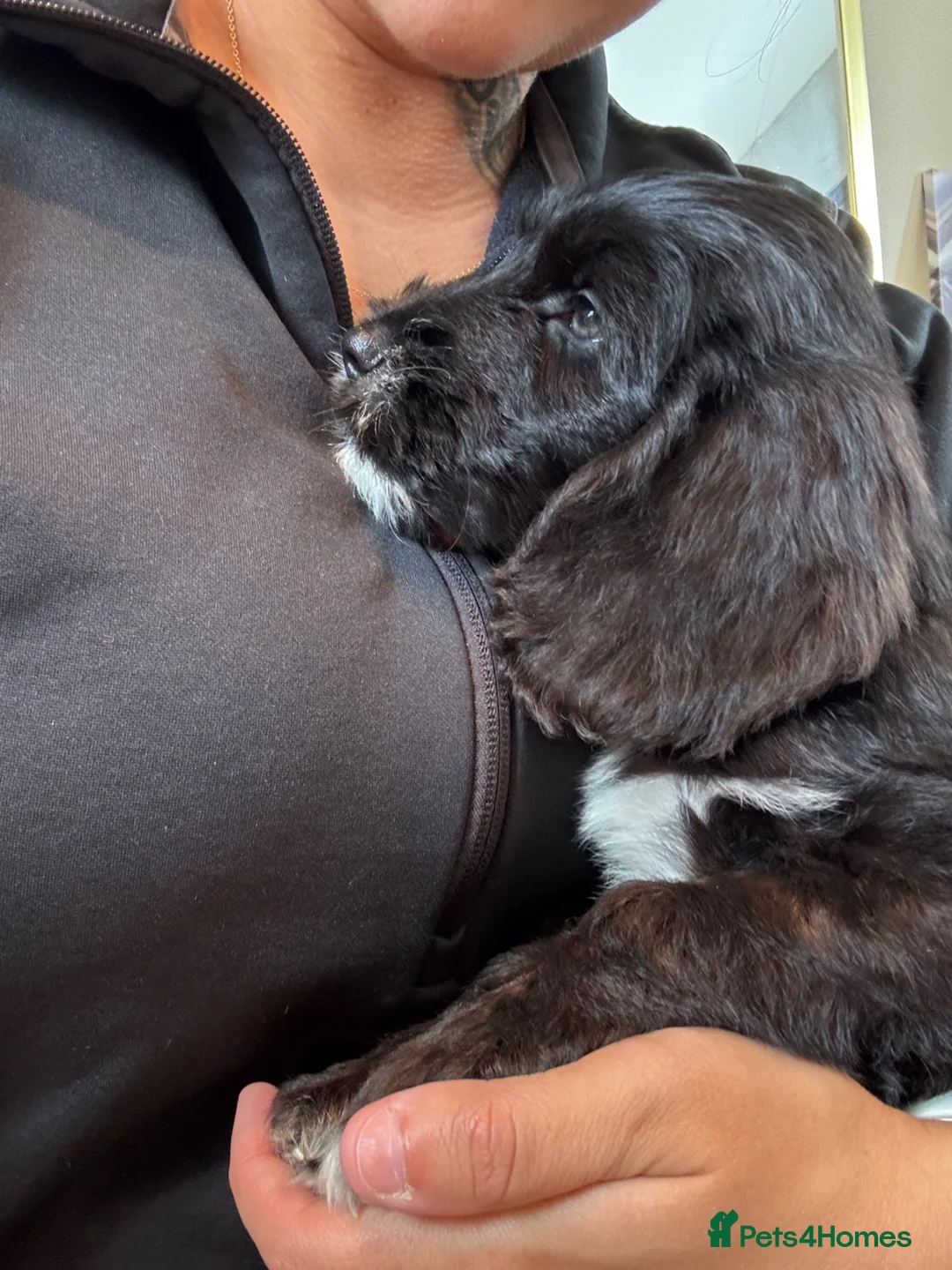 Sproodle dogs for sale: 4LEFT REDUCED!! BEAUTIFUL SPROODLE PUPS! - Advert 2