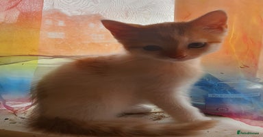 Mixed Breed cats - Advert 10