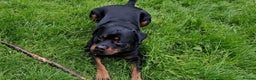 Rottweiler dogs for stud: Full Kc Rottweiler stud liverpool in Liverpool - Advert 8