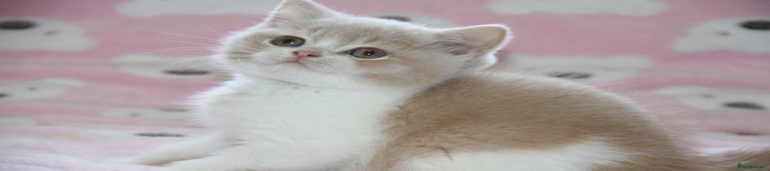 BRITISH SHORTHAIR CREAM AND WHITE BOY READY NOW