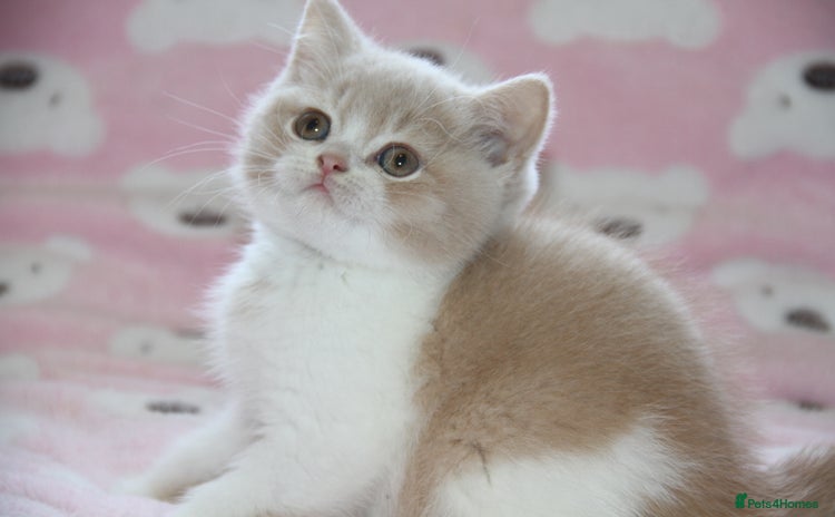 British Shorthair cats for sale - Advert 2