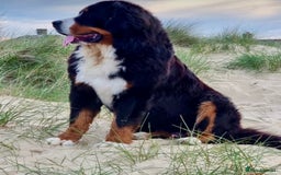 Bernese Mountain Dog dogs for sale: Beautiful Girl looking for her forever home  - Image 4