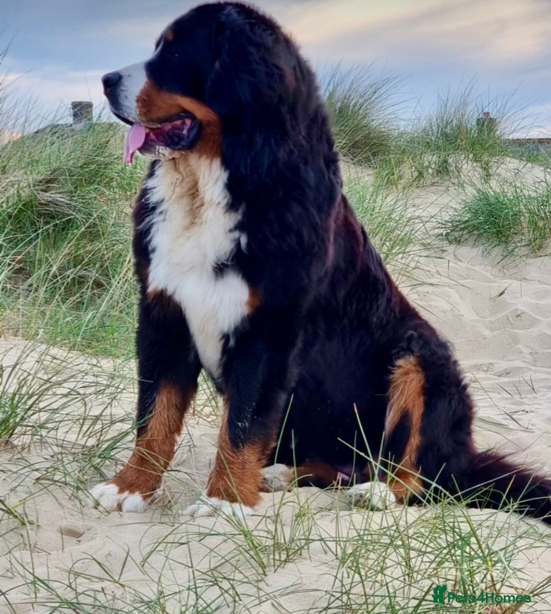 Bernese Mountain Dog dogs for sale: Beautiful Girl looking for her forever home  - Image 4