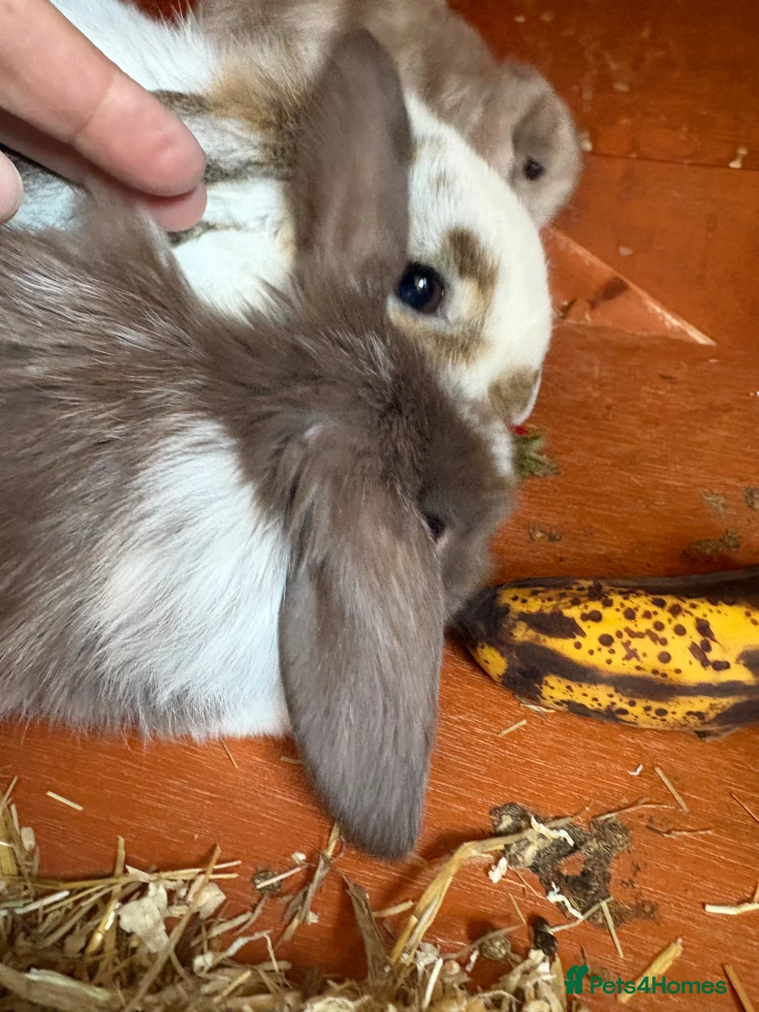 Mini Lop rabbits for sale: 2 female mini lops - Advert 2