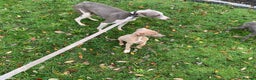 Whippet dogs for sale: Whippet puppies  - Advert 4