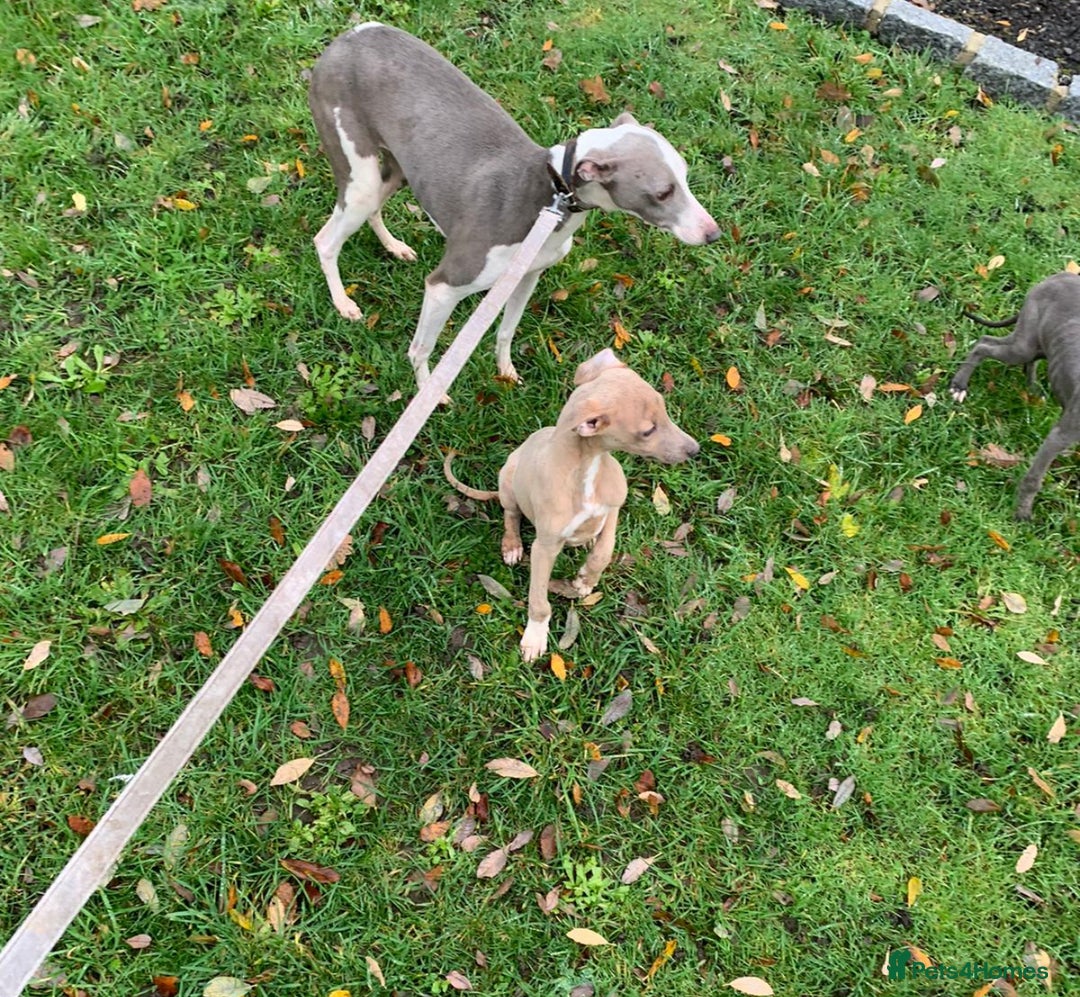 Whippet dogs for sale: Whippet puppies  - Advert 4