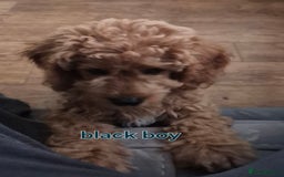 Cavapoo dogs for sale:  F1B cavapoo's Health Tested**Reduced**   in Ilkeston - Image 5