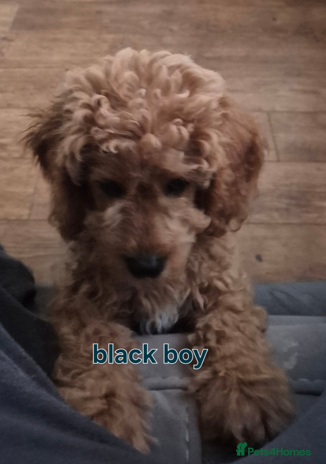 Cavapoo dogs for sale:  F1B cavapoo's Health Tested**Reduced**   in Ilkeston - Image 5