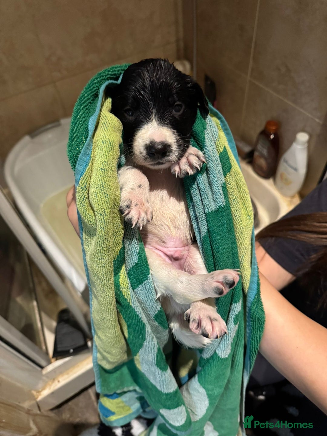 Sprollie dogs for sale: Litter of 9 sprollie pups available! in Preston - Image 2