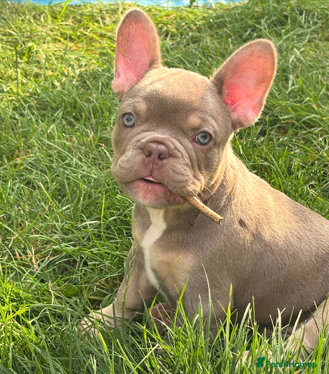 French Bulldog dogs for sale: 11 weeks old Isabella & tan carries fluffy RFG  - Image 14