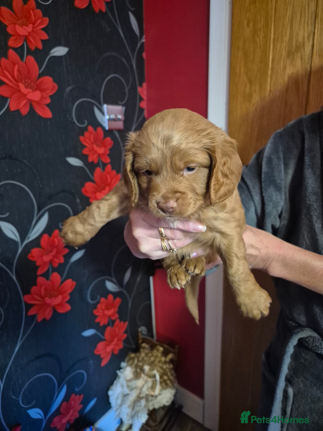 Cockapoo dogs for sale: Cockapoo - Image 8