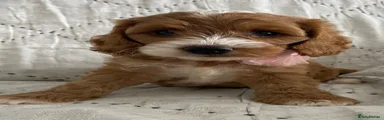 Cockapoo 5