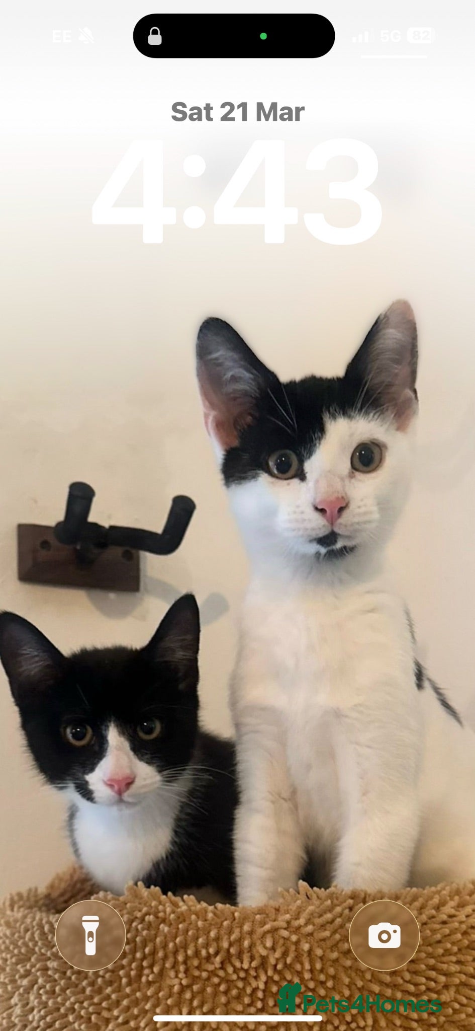 Mixed Breed cats Gary and prince - Advert 1