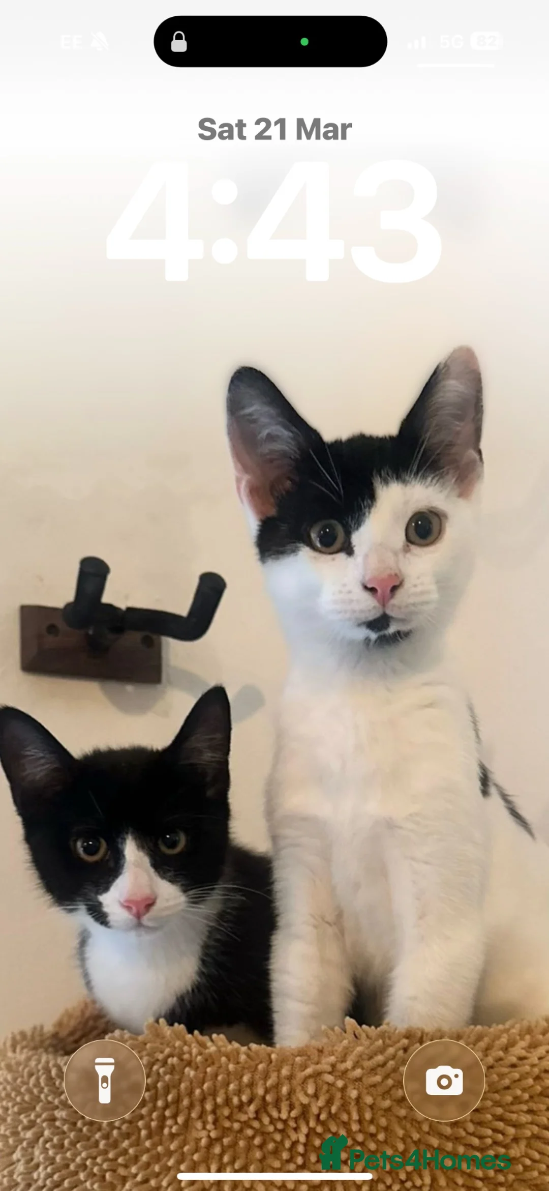 Mixed Breed cats for sale: Gary and prince - Advert 1