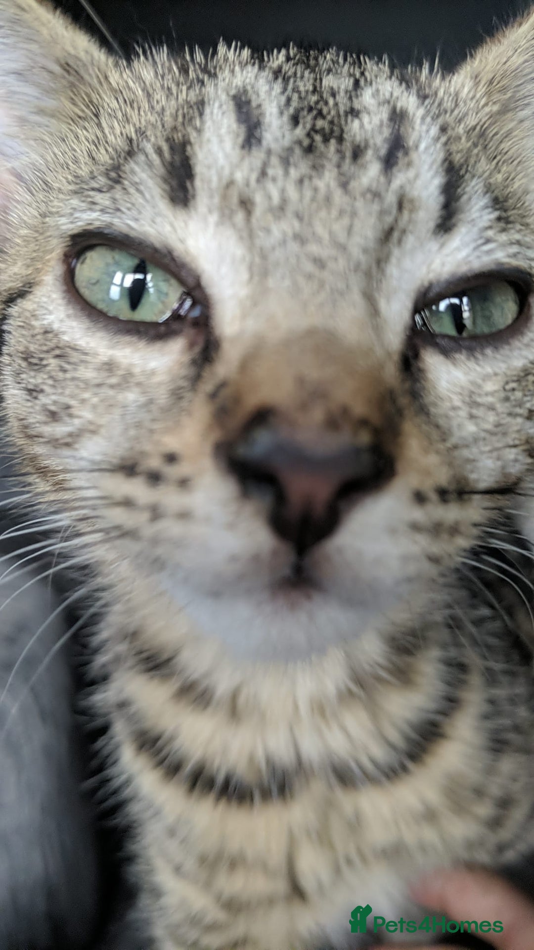 Mixed Breed cats for sale: Playfull kitten - Advert 5