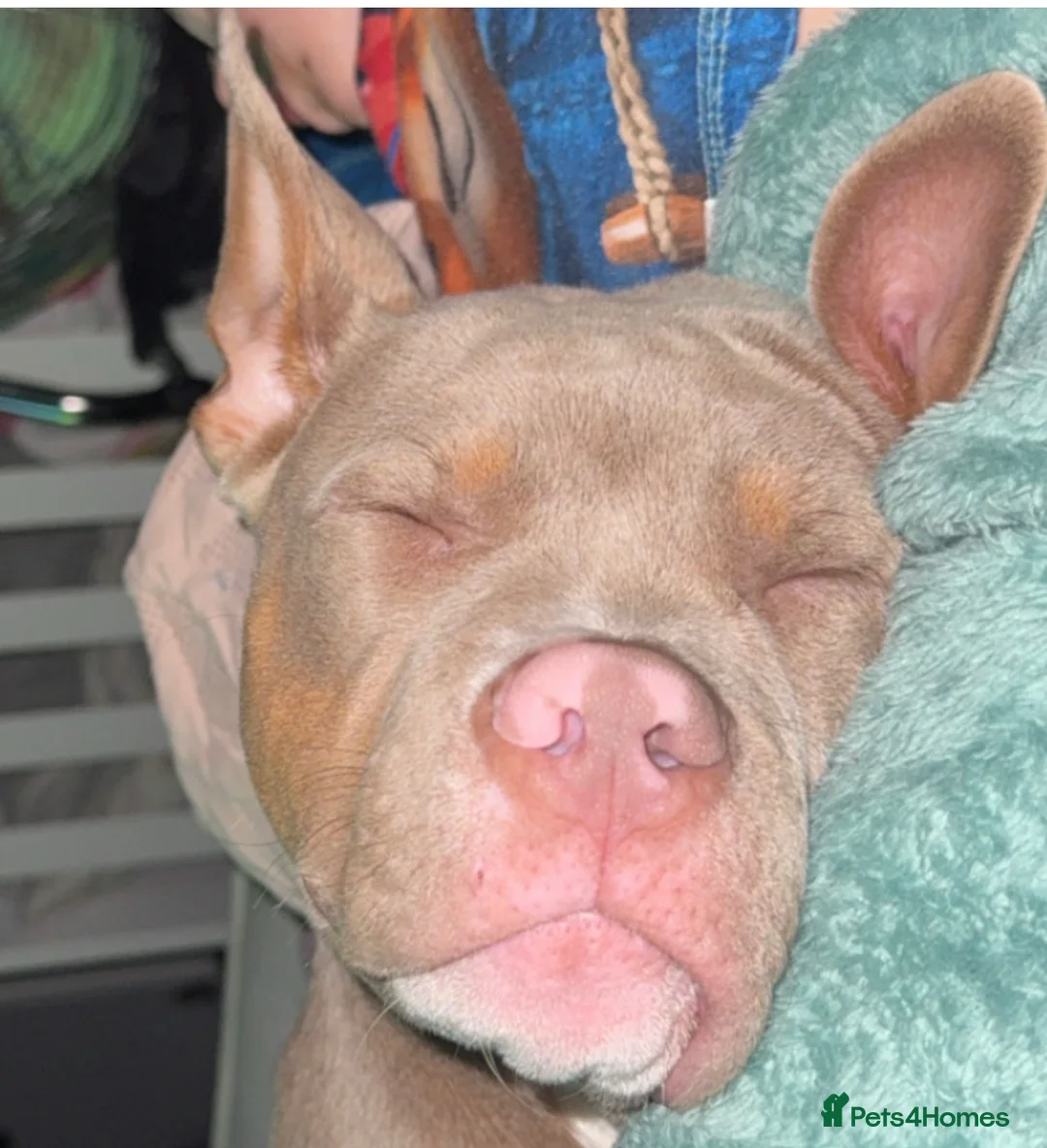 Mixed Breed dogs for sale: Mabel Female Pocket Bully - Advert 1