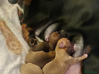 Dachshund dogs Datchounds - Advert 18