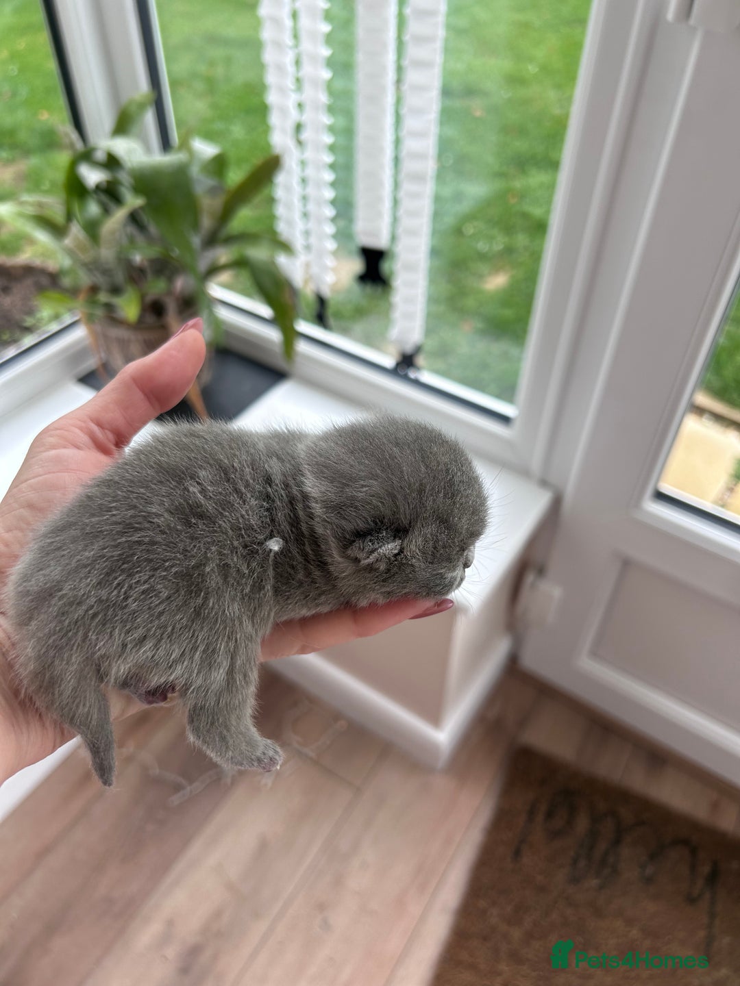 British Shorthair cats for sale: Tica Registered British Shorthair kittens - Advert 7