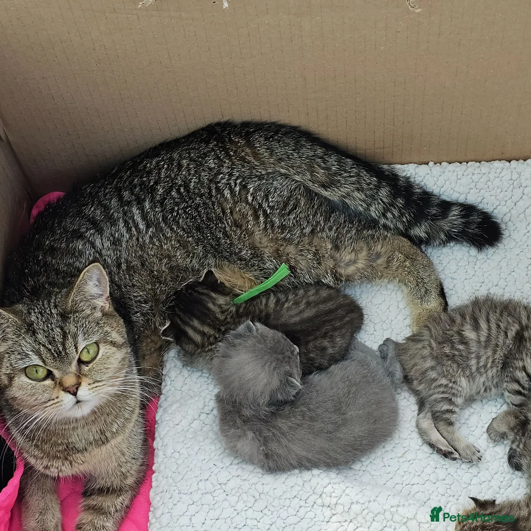 British Shorthair cats for sale: Tica registered british shorthair blue girl ready - Advert 6