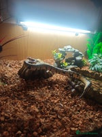 Python Snake reptiles - Advert 4