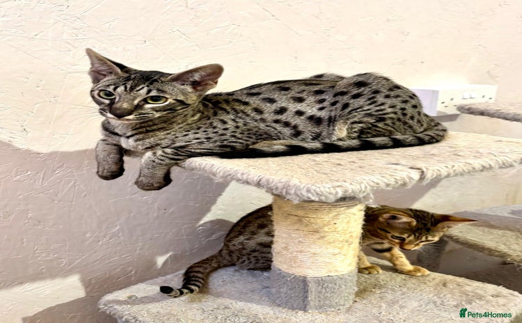 Savannah cats - Advert 1