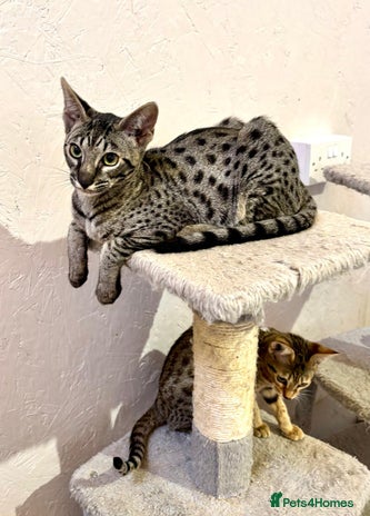 Savannah cats for sale - Advert 2