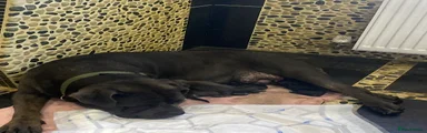 Cane Corso 
