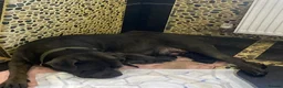 Cane Corso dogs for sale: Cane corso  in Basildon - Advert 2