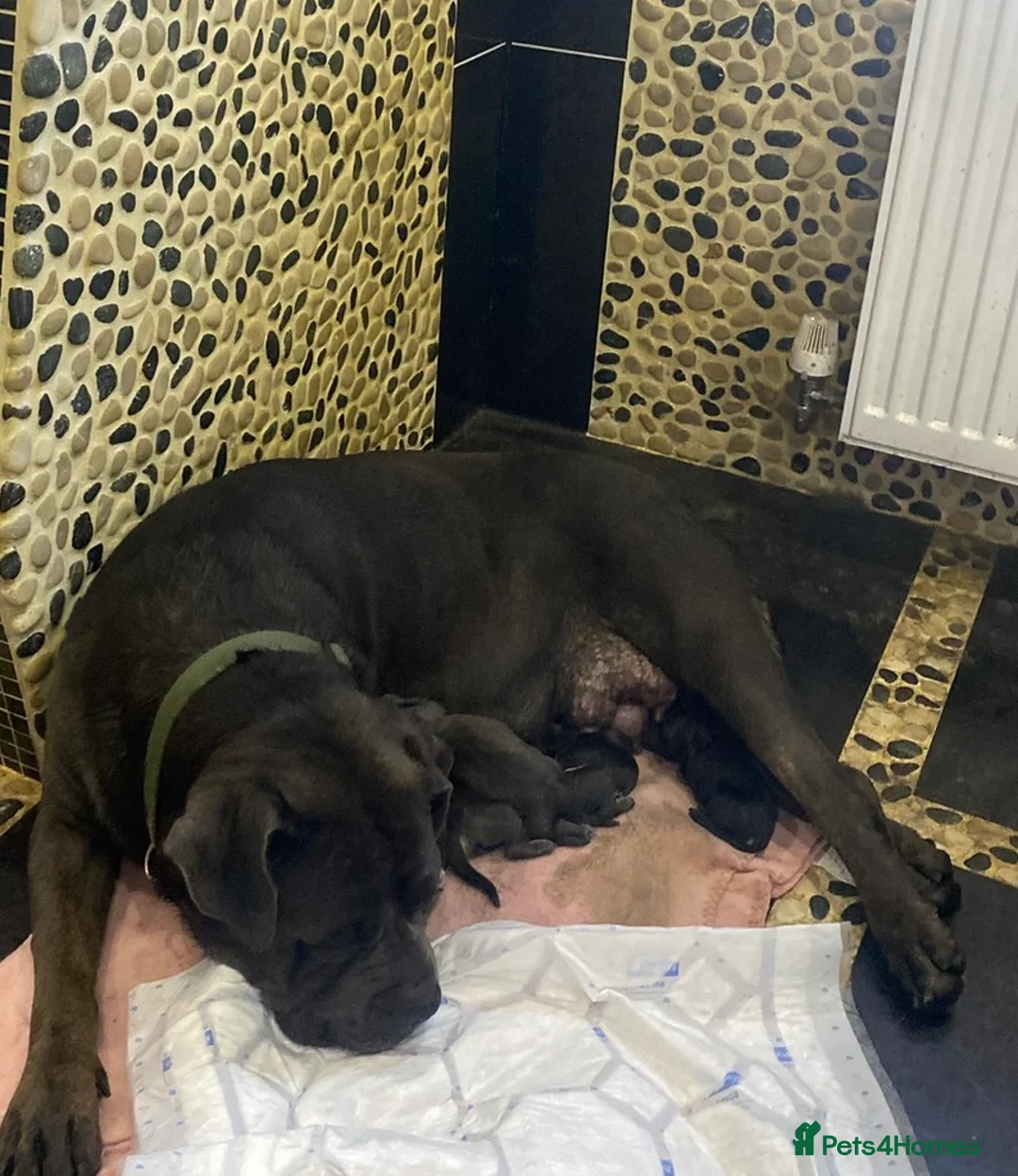 Cane Corso dogs for sale: Cane corso  in Basildon - Advert 2