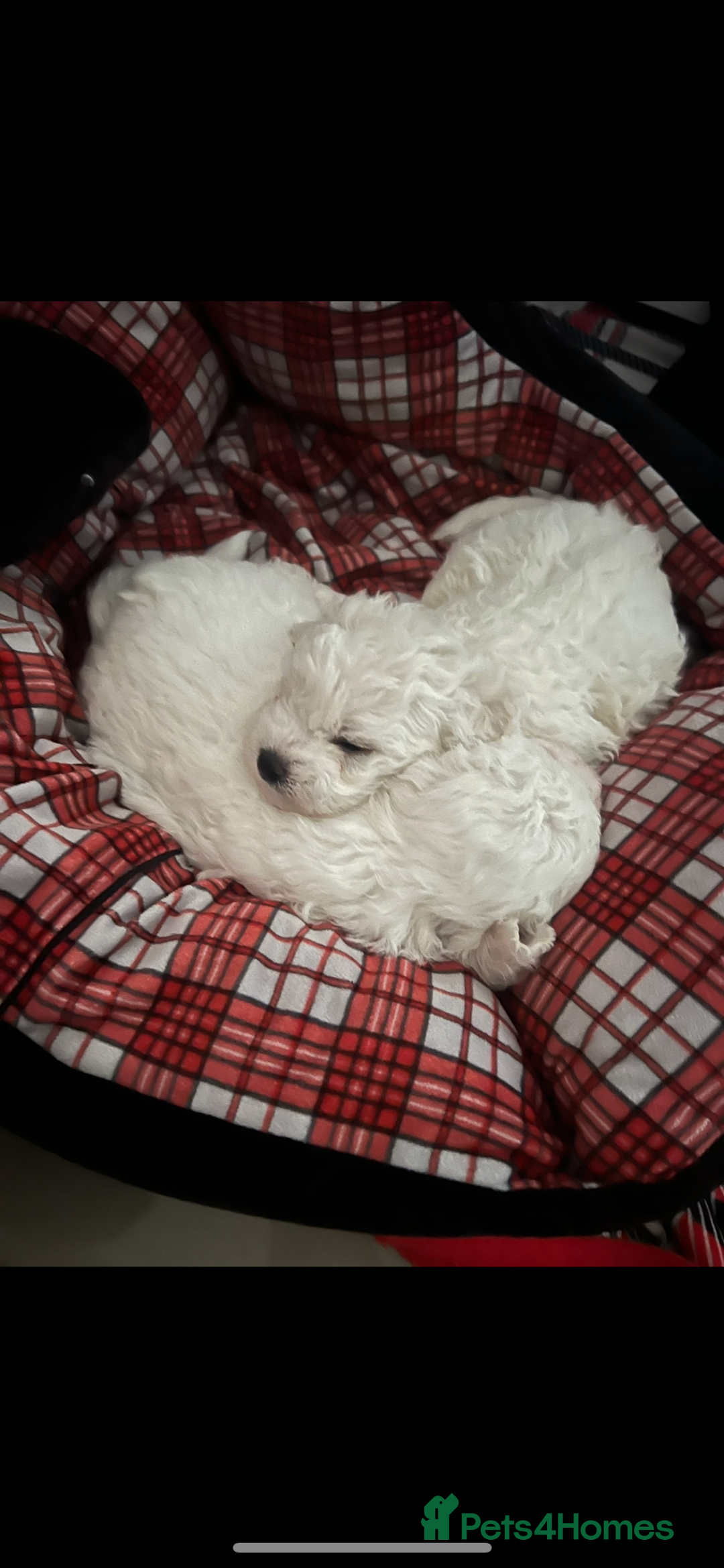 Bichon Frise dogs for sale: Pure Bichon Frise - Image 24