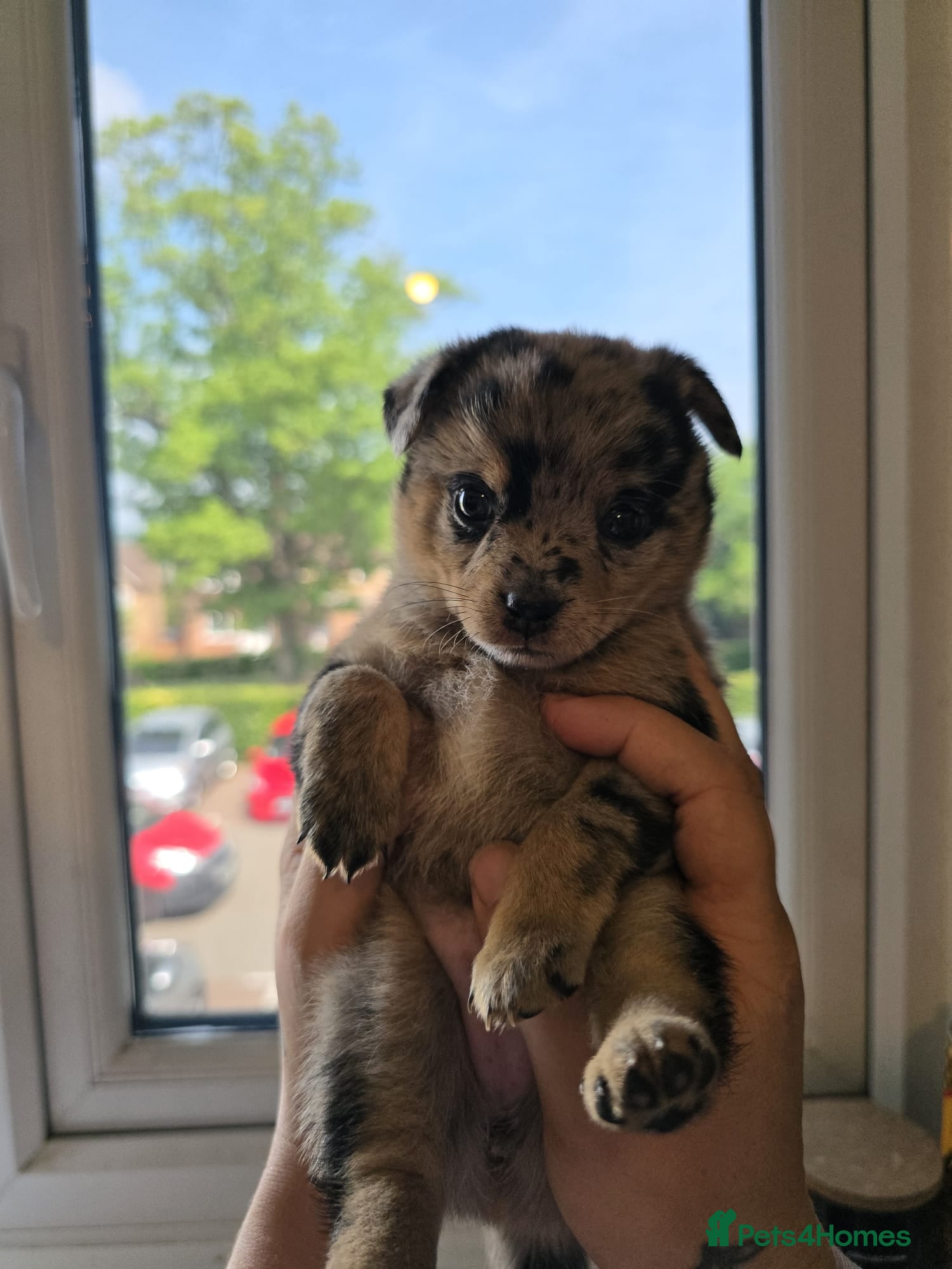 Mixed Breed dogs 4 Beautiful Pomchi x Ready to Reserve - Advert 17