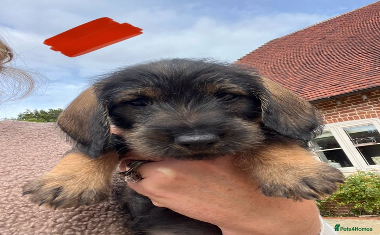 Dachshund dogs - Advert 3