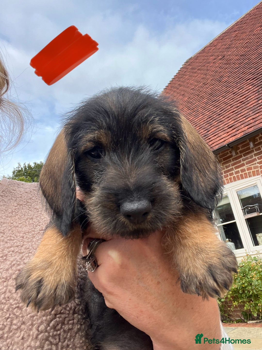 Dachshund dogs for sale: Standard Wire hair Pups available!! - Image 2