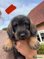 Dachshund dogs - Advert 10