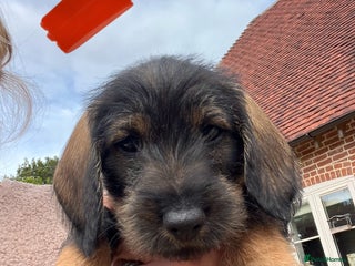 Dachshund dogs - Advert 5