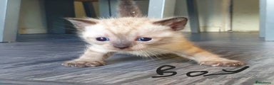 Tonkinese Kitten 2