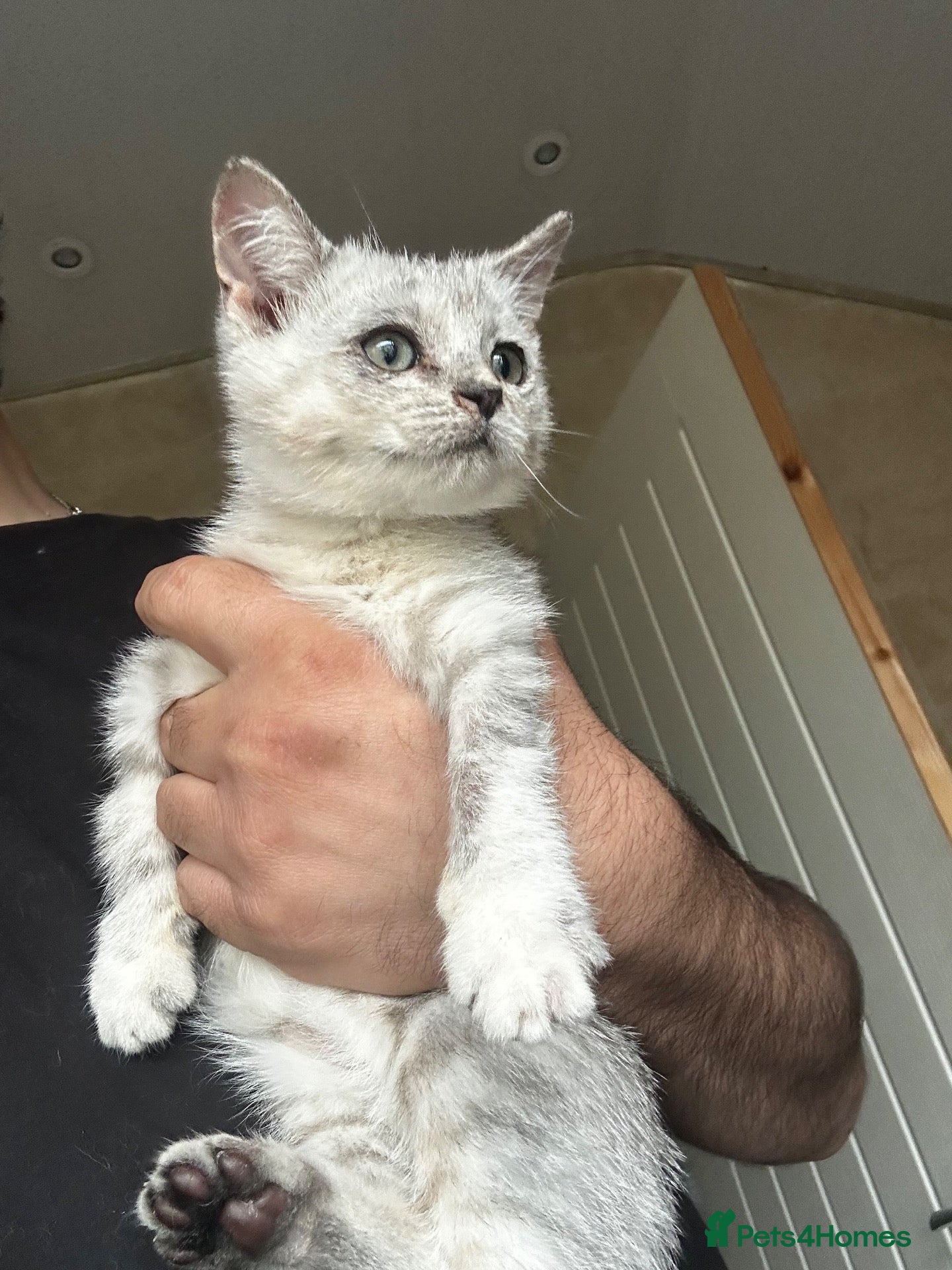 British Shorthair cats Chunky Silver and ginger BSH kittens  - Advert 1