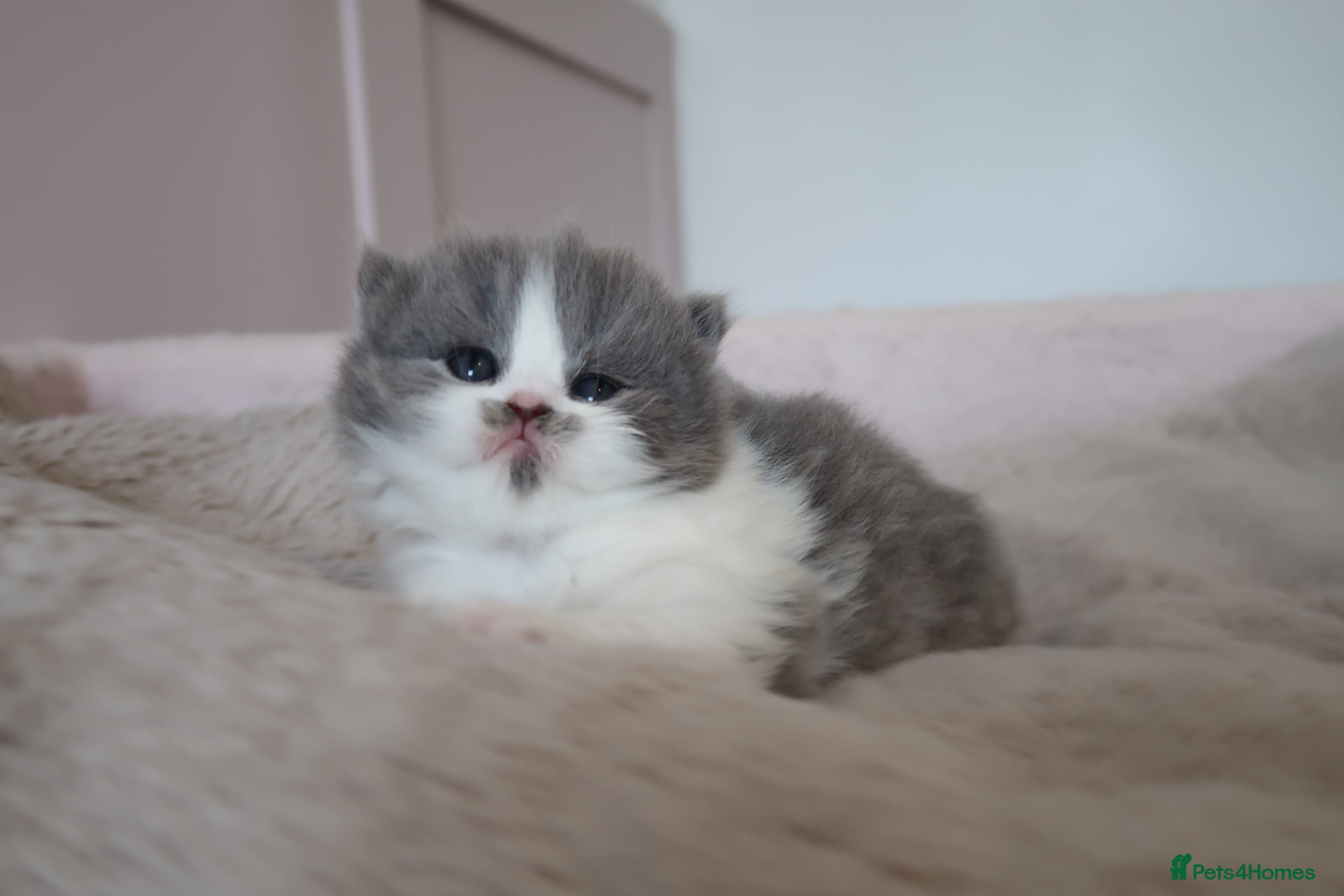 British Longhair cats for sale: British Longhair kittens - Advert 10