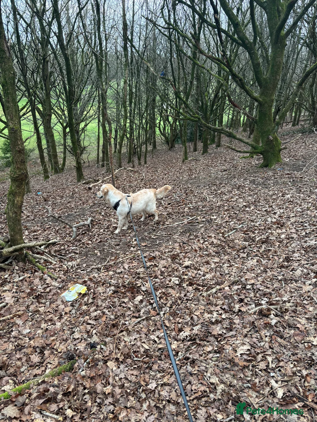 Golden Retriever dogs for sale: KC reg 7 months old Golden Retriever girl - Advert 5