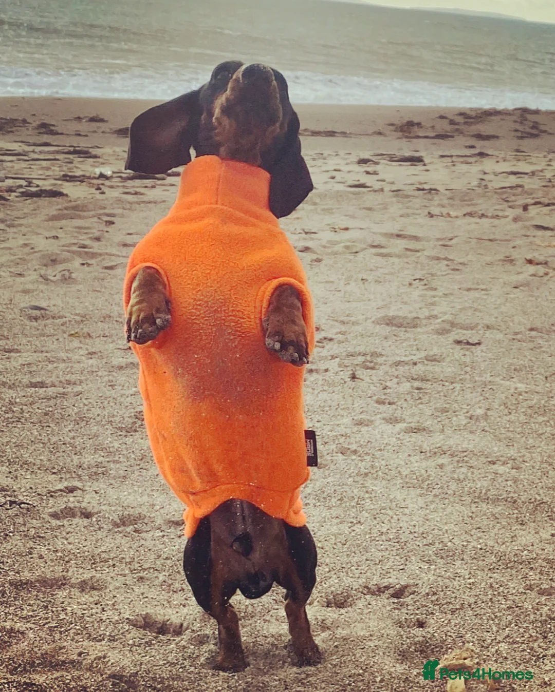 Miniature Dachshund dogs for stud: Kc reg IVDD screened pra clear mini smooth  in Newton Abbot - Advert 39