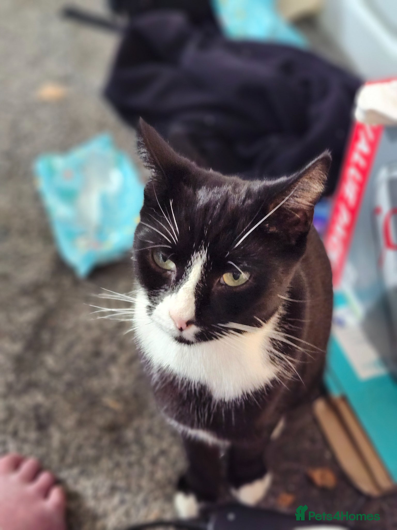 Mixed Breed cats Ruby and daisy  - Advert 1