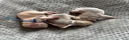 French Bulldog dogs for sale: Gorgeous French Bulldog puppy  - Advert 18