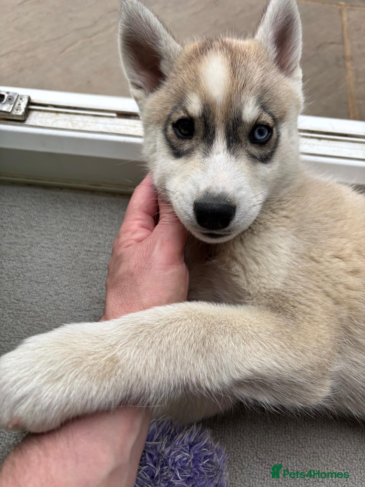 Siberian Husky dogs Pure Siberian Huskie pups - Advert 2